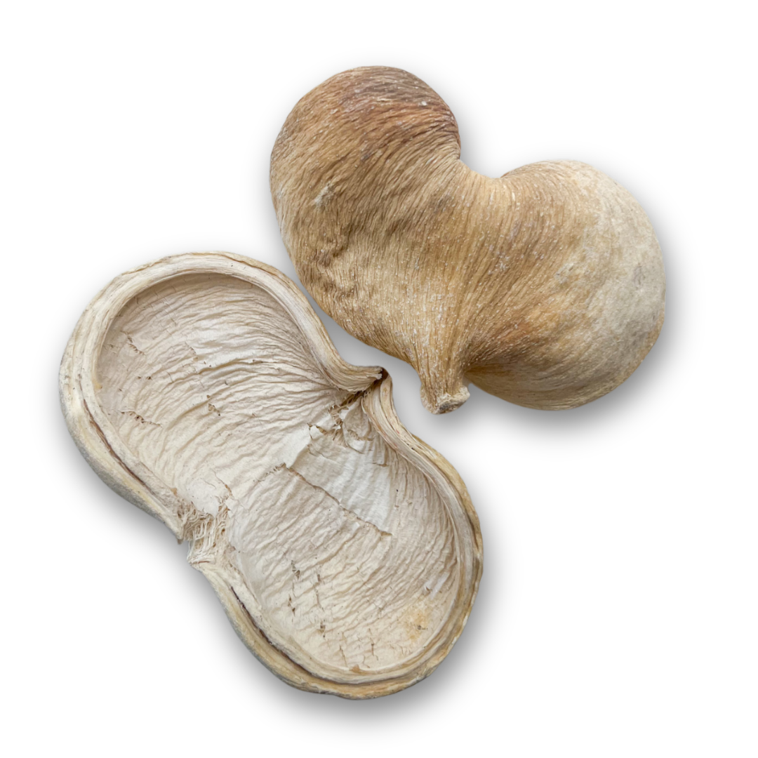 Badam Nut - Bleached – Play with Elorias
