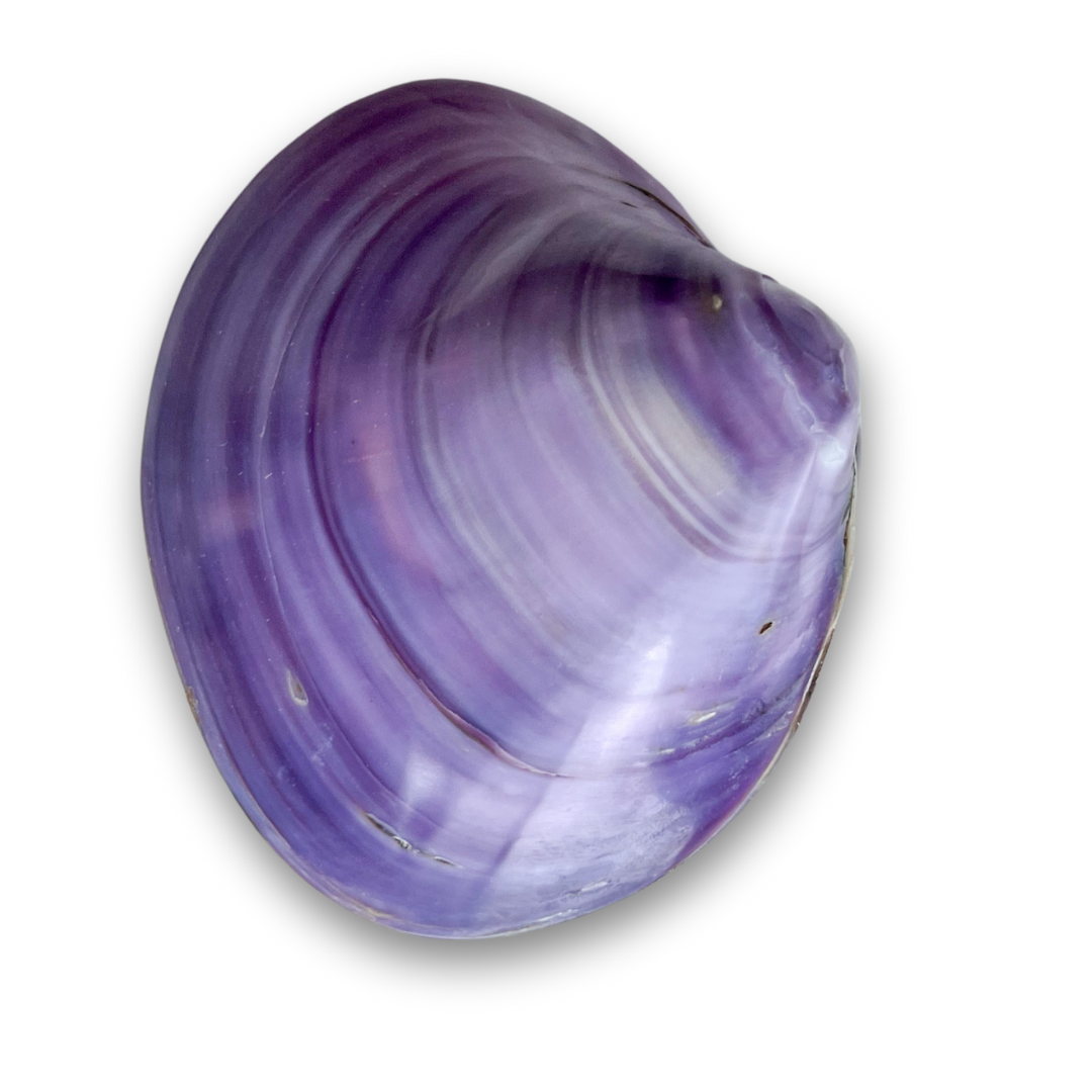 Tok Shell – Play with Elorias